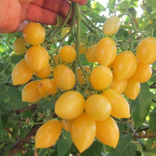 Solanum lycopersicum 'Barry's Crazy Cherry' - Harilik tomat 'Barry's Crazy Cherry'